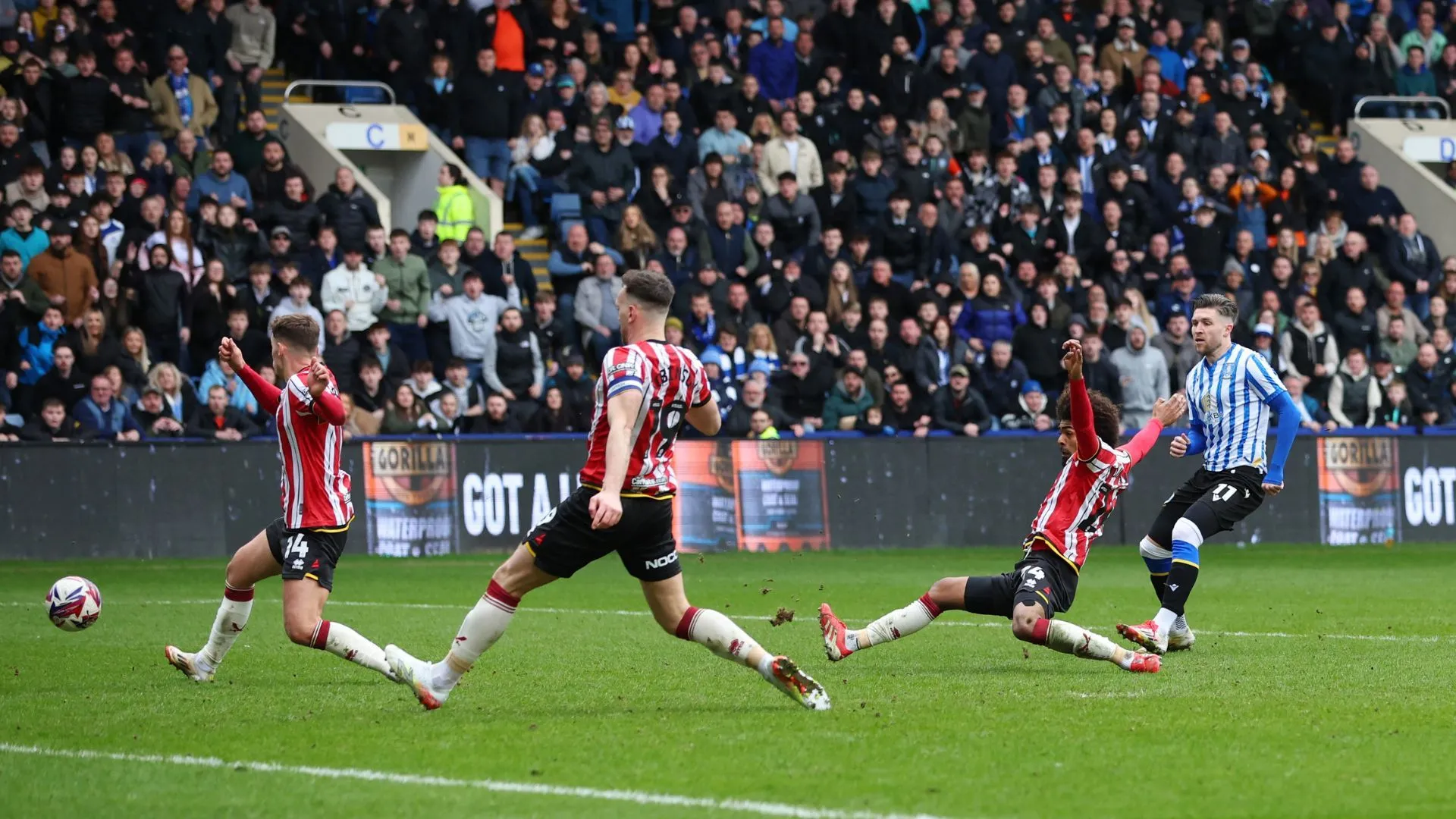 Josh Windass ăn mừng bàn thắng, biểu tượng của Sheffield Wednesday trước khi chuyển đến Wrexham